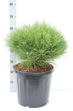 Pušis (Lot Pinus) 'Marie Bregeon' 30-35 CM BALL C10