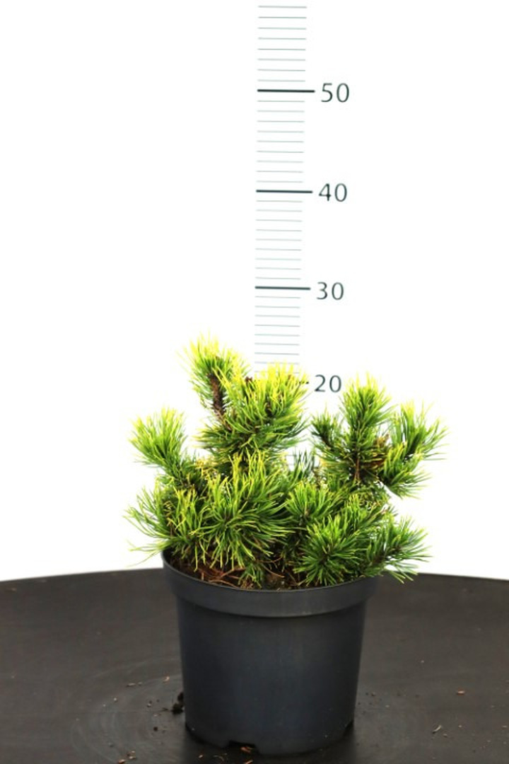 Pušis kalninė (Lot Pinus mugo) 'Carsten' C5/P23 20-25 CM | PUŠYS | SPYGLIUOČIAI