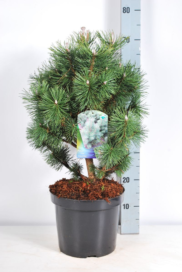 Pušis kalninė (Lot Pinus mugo) 'Columbo' C7,5/P26 50-60 CM | PUŠYS | SPYGLIUOČIAI