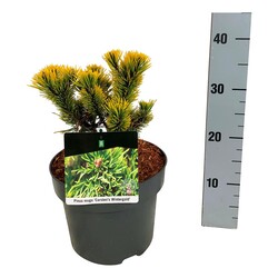 Pušis kalninė (Lot Pinus mugo) 'Carsten's Winter Gold' C5/P23 15-20 CM - nuotrauka 1