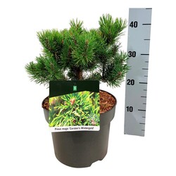 Pušis kalninė (Lot Pinus mugo) 'Carsten's Winter Gold' C5/P23 15-20 CM - nuotrauka 2