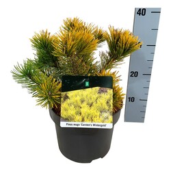 Pušis kalninė (Lot Pinus mugo) 'Carsten's Winter Gold' C5/P23 20-25 CM - nuotrauka 1