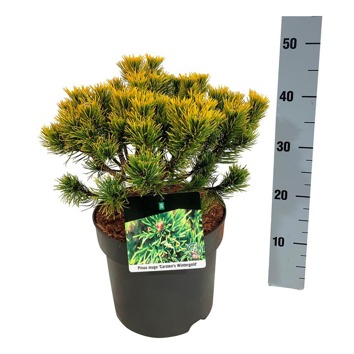 Pušis kalninė (Lot Pinus mugo) 'Carsten's Winter Gold' C7,5/P26 25-30 CM | PUŠYS | SPYGLIUOČIAI