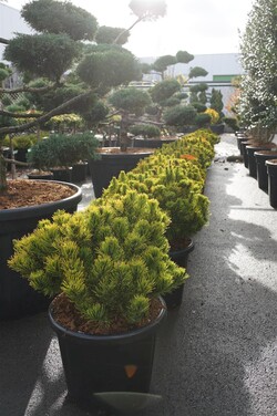 Pušis kalninė (Lot Pinus mugo) 'Carsten's Winter Gold' C25 40-50 CM - nuotrauka 2