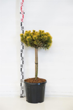 Pušis kalninė (Lot Pinus mugo) 'Carsten's Winter Gold' C15 STIEBAS 40 CM - nuotrauka 1