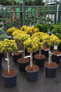 Pušis kalninė (Lot Pinus mugo) 'Carsten's Winter Gold' C15 STIEBAS 40 CM - nuotrauka 2