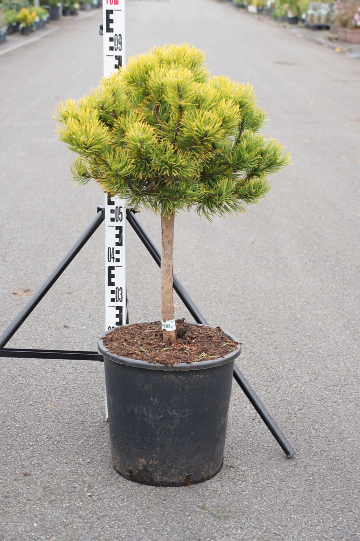 Pušis kalninė (Lot Pinus mugo) 'Carsten's Winter Gold' C18 KOTAS 40 CM | PUŠYS | SPYGLIUOČIAI