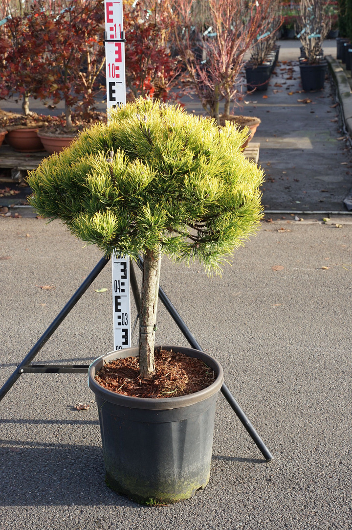 Pušis kalninė (Lot Pinus mugo) 'Carsten's Winter Gold' C20 STIEBAS 40 CM