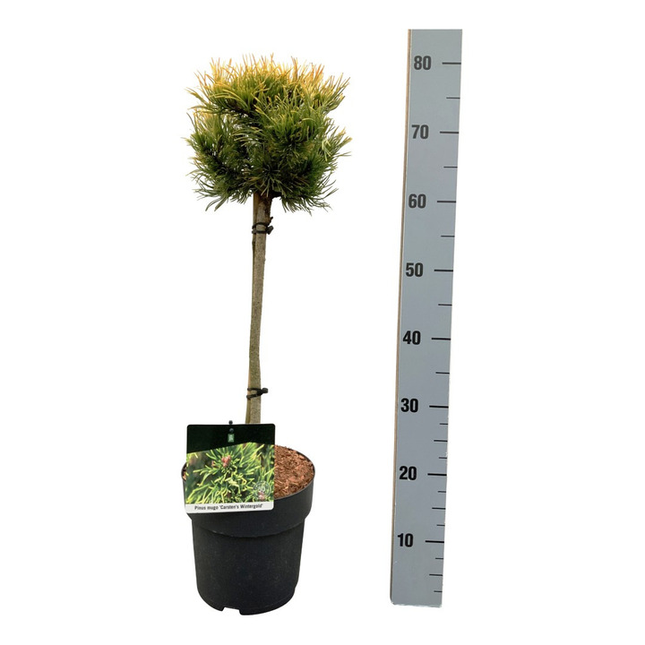 Pušis kalninė (Lot Pinus mugo) 'Carsten's Winter Gold' C5/P23 KOTAS 40 CM | PUŠYS | SPYGLIUOČIAI