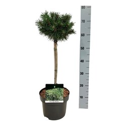 Pušis kalninė (Lot Pinus mugo) 'Carsten's Winter Gold' C5/P23 STIEBAS 40 CM - nuotrauka 2