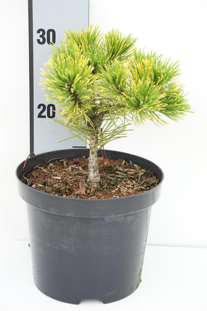 Pušis kalninė (Lot Pinus mugo) 'Golden Glow' C3/P19 10-15 CM