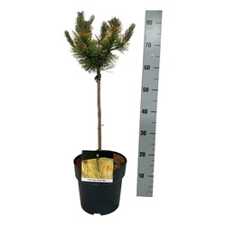 Pušis kalninė (Lot Pinus mugo) 'Golden Glow' C5/P23 STIEBAS 40 CM