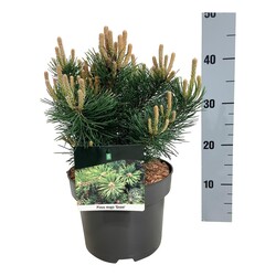 Pušis kalninė (Lot Pinus mugo) 'Gnom' C5/P23 20-25 CM - nuotrauka 1