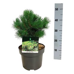 Pušis kalninė (Lot Pinus mugo) 'Gnom' C5/P23 20-25 CM - nuotrauka 2