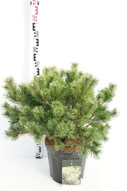 Pušis kalninė (Lot Pinus mugo) 'Gnom' C15 50-60 CM - nuotrauka 1