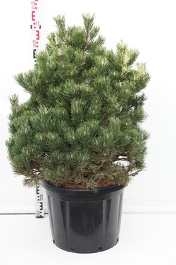 Pušis kalninė (Lot Pinus mugo) 'Gnom' C45 80-100 CM | PUŠYS | SPYGLIUOČIAI