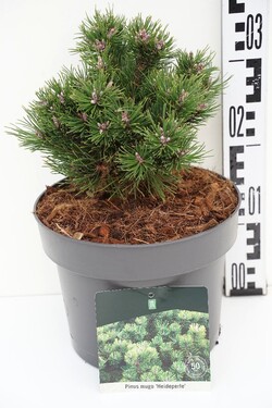 Pušis kalninė (Lot Pinus mugo) 'Heideperle' C5/P23 15-20 CM - nuotrauka 1