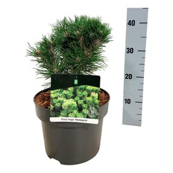 Pušis kalninė (Lot Pinus mugo) 'Heideperle' C5/P23 20-25 CM - nuotrauka 2