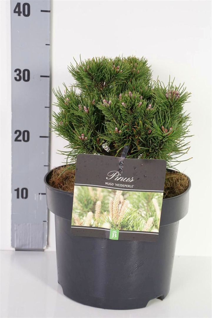 Pušis kalninė (Lot Pinus mugo) 'Heideperle' C5/P23 20-25 CM | PUŠYS | SPYGLIUOČIAI