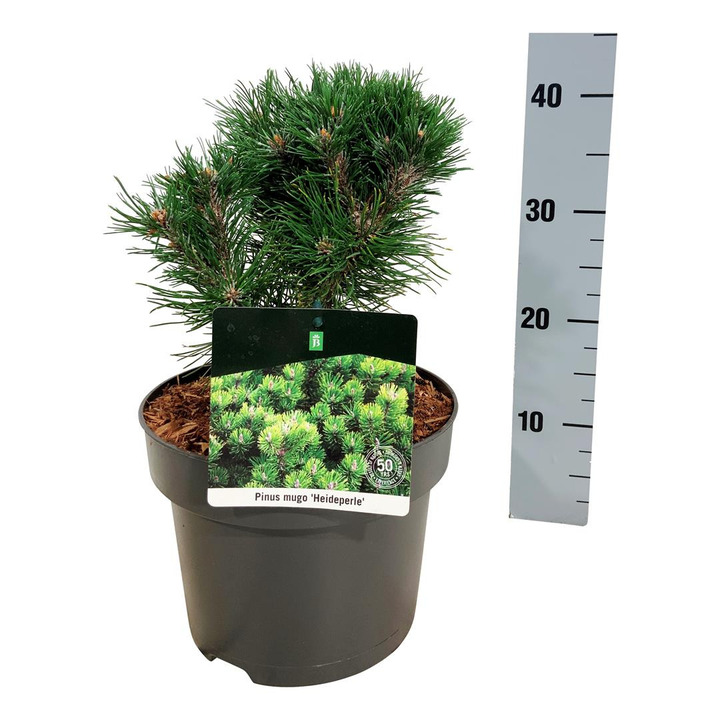 Pušis kalninė (Lot Pinus mugo) 'Heideperle' C5/P23 20-25 CM | PUŠYS | SPYGLIUOČIAI