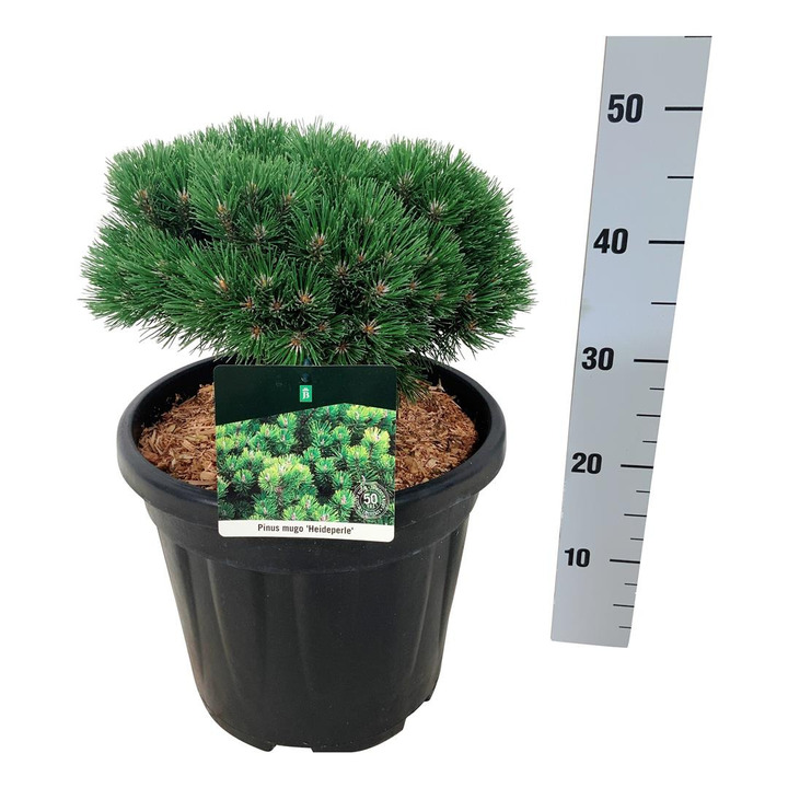 Pušis kalninė (Lot Pinus mugo) 'Heideperle' C15 25-30 CM | PUŠYS | SPYGLIUOČIAI