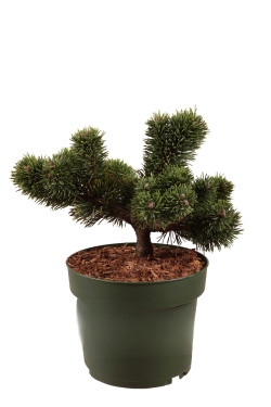 Pušis kalninė (Lot Pinus mugo) 'Jakobsen' C4/P21 20-25 CM