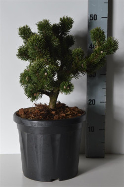 Pušis kalninė (Lot Pinus mugo) 'Jakobsen' C7,5/P26 25-30 CM - nuotrauka 2