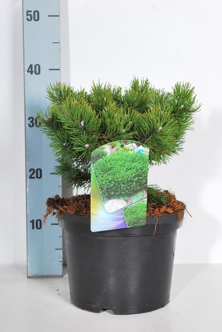 Pušis kalninė (Lot Pinus mugo) 'Klosterkotter' C5/P23 20-25 CM | PUŠYS | SPYGLIUOČIAI