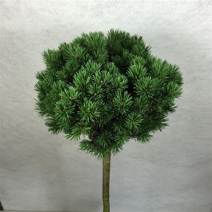 Pušis kalninė (Lot Pinus mugo) 'Lilliput' C7,5/P26 STIEBAS 60 CM