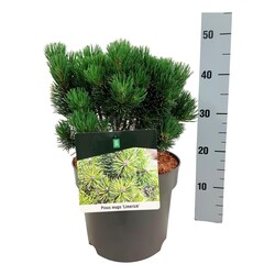 Pušis kalninė (Lot Pinus mugo) 'Limerick' C7,5/P26 25-30 CM | PUŠYS | SPYGLIUOČIAI