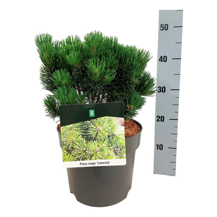 Pušis kalninė (Lot Pinus mugo) 'Limerick' C7,5/P26 25-30 CM | PUŠYS | SPYGLIUOČIAI