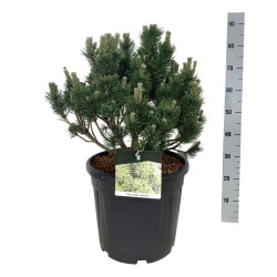 Pušis kalninė (Lot Pinus mugo) 'Limerick' C30 40-50 CM EXTRA