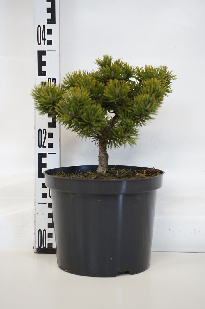 Pušis kalninė (Lot Pinus mugo) 'March' C5/P23 25-30 CM | PUŠYS | SPYGLIUOČIAI