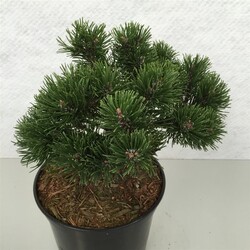Pušis kalninė (Lot Pinus mugo) 'March' C5/P23 25-30 CM - nuotrauka 2
