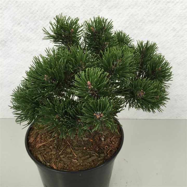Pušis kalninė (Lot Pinus mugo) 'March' C5/P23 25-30 CM | PUŠYS | SPYGLIUOČIAI