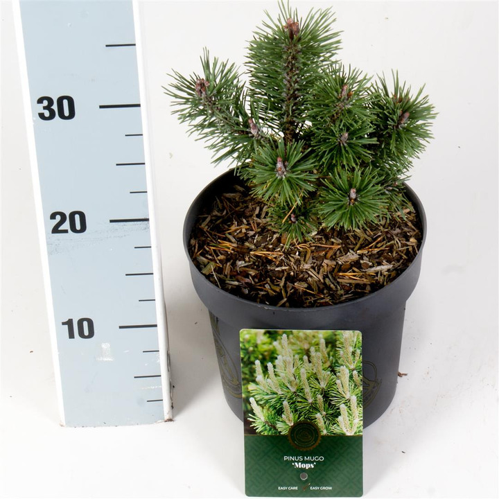 Pušis kalninė (Lot Pinus mugo) 'Mops' C2,5/P18 15-20 CM