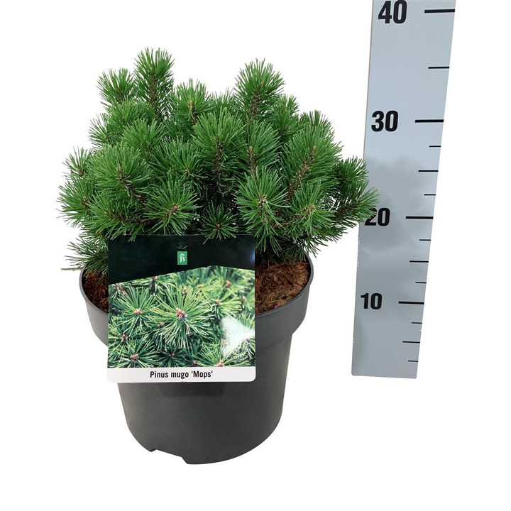 Pušis kalninė (Lot Pinus mugo) 'Mops' C4/P21 20-25 CM
