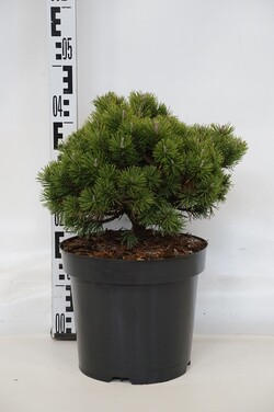 Pušis kalninė (Lot Pinus mugo) 'Mops' C7,5/P26 30-40 CM *