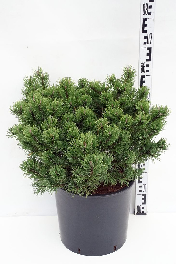 Pušis kalninė (Lot Pinus mugo) 'Mops' C12 50-60 CM