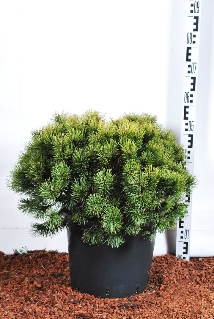 Pušis kalninė (Lot Pinus mugo) 'Mops' C15 40-50 CM | PUŠYS | SPYGLIUOČIAI