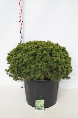 Pušis kalninė (Lot Pinus mugo) 'Mops' C90 80-100 CM SOLITAIR - nuotrauka 1