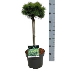 Pušis kalninė (Lot Pinus mugo) 'Mops' C5/P23 STIEBAS 40 CM - nuotrauka 1
