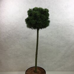 Pušis kalninė (Lot Pinus mugo) 'Mops' C7,5/P26 STIEBAS 60 CM - nuotrauka 2