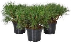 Pušis kalninė (Lot Pinus mugo) 'Mmughus' C2/P17 20-25 CM - nuotrauka 2
