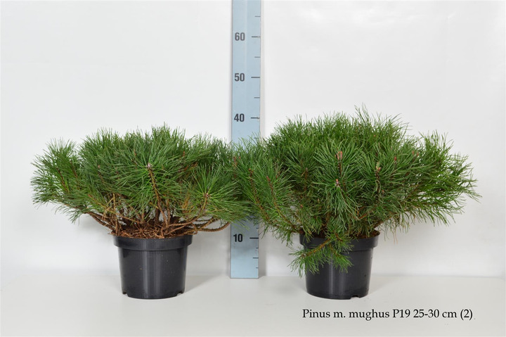 Pušis kalninė mugo (mughus) (Lot Pinus mugo mugo (mughus)) C3/P19 25-30 CM | PUŠYS | SPYGLIUOČIAI