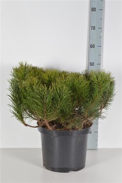 Pušis kalninė mugo (mughus) (Lot Pinus mugo mugo (mughus)) C10 40-50 CM | PUŠYS | SPYGLIUOČIAI