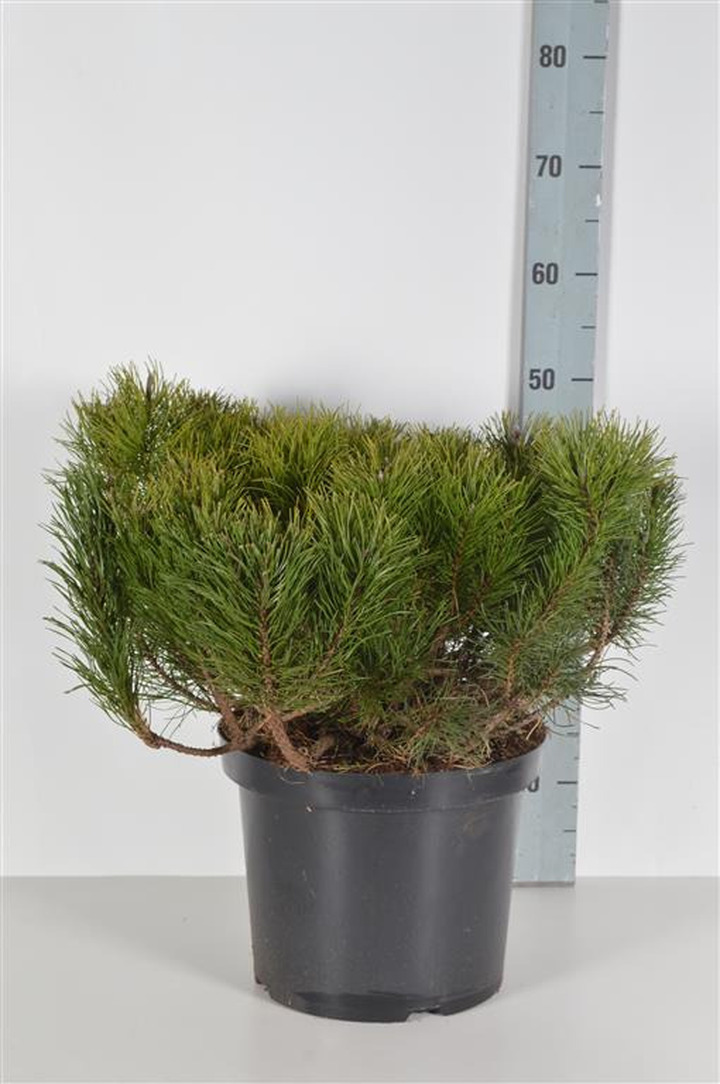 Pušis kalninė mugo (mughus) (Lot Pinus mugo mugo (mughus)) C10 40-50 CM | PUŠYS | SPYGLIUOČIAI