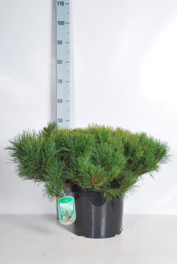 Pušis kalninė mugo (mughus) (Lot Pinus mugo mugo (mughus)) C10 60/+ CM | PUŠYS | SPYGLIUOČIAI