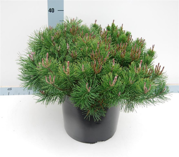 Pušis kalninė (Lot Pinus mugo) 'Mmughus' C12 50-60 CM