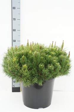 Pušis kalninė (Lot Pinus mugo) 'Mmughus' C15 60-70 CM
